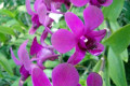 Dendrobium-003