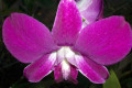 Dendrobium-004