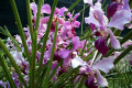 Vanda-010