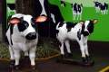 05-Cows-statues