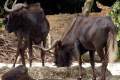 16-Nyala-Southern-African-Antelope-Male-Tragelaphus-angasii