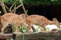 17-Nyala-Southern-African-Antelope-Female-Tragelaphus-angasii