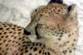 19-Cheetah