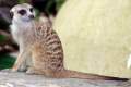 20-Meerkat-Suricate-Suricata-suricatta