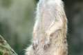 21-Meerkat-Suricate-Suricata-suricatta