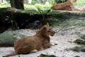 22-African-Lioness