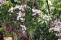 26-Dendobrium-orchids