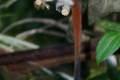 27-Cottontop-Tamarin-Pinche-Tamarin-Saguinus-oedipus