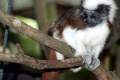 28-Cottontop-Tamarin-Pinche-Tamarin-Saguinus-oedipus