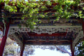 Wagga-Wagga-05a-Gazebo-in-Chinese-Pavilion-Botanic-Gardens