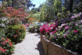 Wagga-Wagga-05d-Azaleas-in-Chinese-Pavilion-Botanic-Gardens