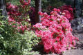 Wagga-Wagga-05e-Botanic-Gardens-Vibrant-azaleas-in-Chinese-Pavilion