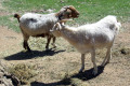 Wagga-Wagga-Zoo-A-couple-of-goats