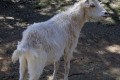 Wagga-Wagga-Zoo-A-lonely-goat
