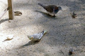 Wagga-Wagga-Zoo-Birds-in-the-aviary