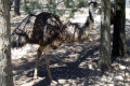 Wagga-Wagga-Zoo-Curious-Emu