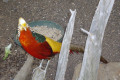 Wagga-Wagga-Zoo-Golden-Pheasant