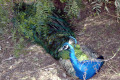 Wagga-Wagga-Zoo-Peacock-resting