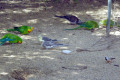 Wagga-Wagga-Zoo-Small-parrots-and-little-birds