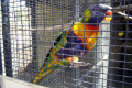 Wagga-Wagga-Zoo-Superb-Parrot-eating-a-segment-of-my-mandarin