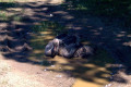 Ballarat-cygnets