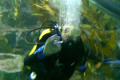 Melbourne-Aquarium-swim-with-shark