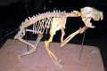 38-Skeleton-of-Leo-the-Marsupial-Lion-Thylacoleo-carnifex