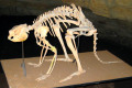 39-Skeleton-of-Stanley-the-extinct-leaf-eating-kangaroo-Simosthenurus-occidentalis-