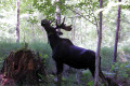 007-NWT-real-moose