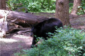 008-NWT-bear