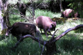 009-NWT-bison