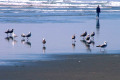 023-OS-sea-birds