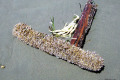 024-OS-beach-find