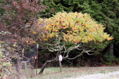 Washington State USA - Oct 2003