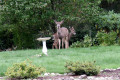 013-Doe-fawn-at-Angels-16-10