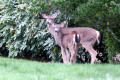 016-Doe-fawn-4