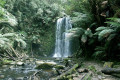 Beauchamp-Falls-2005-Beech-Forest-VIC