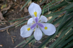 Weeds & Wildflowers - Australia