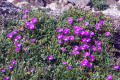 Angular-Pigface-Carpobrotus-glaucescens-1-S-Aust