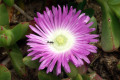 Angular-Pigface-Carpobrotus-glaucescens-2