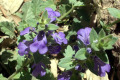 Austral-bugle-Ajuga-australis-1-S-Aust