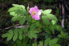 Weeds & Wildflowers - British Columbia & Washington State