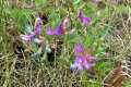American-Vetch-Vicia-americana-BC
