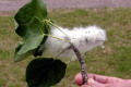 Cottonwood-twig-BC