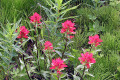Indian-Paintbrush-1-BC
