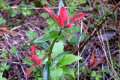 Indian-Paintbrush-2-BC