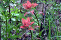 Indian-Paintbrush-3-BC