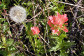 Indian-Paintbrush-4-BC