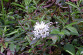 Labrador-Tea-BC