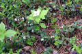 Lingonberry-flowers-2-BC